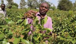 Petani Kenya Budidayakan Tanaman Herbal Yang Bisa Bikin "Teler"