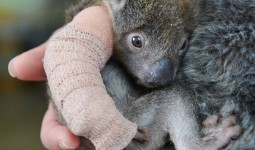Ratusan Koala Terancam Mati Akibat Kebakaran Hutan di Australia.
