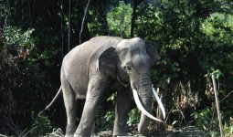 Lima Ekor Gajah Sumatra Mati, Ini Jawaban BKSDA Aceh