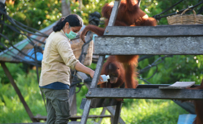 Saat Corona Mengancam Habitat Orangutan, SOP Diperketat, Operasional Meningkat