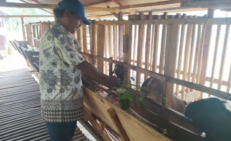 Awalnya Coba-coba, Kini Poktan Kambing Lestari di Desa Jembayan Hasilkan 92 Ekor Setahun