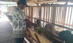 Awalnya Coba-coba, Kini Poktan Kambing Lestari di Desa Jembayan Hasilkan 92 Ekor Setahun