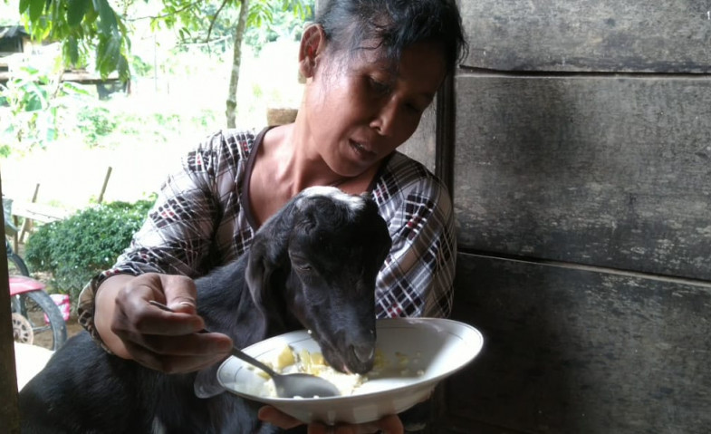 Embul Atim, Kambing Kesayangan Pasutri di Samarinda yang Makan Nasi dan Dirawat Seperti Anak Sendiri