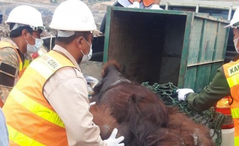 KPC dan BKSDA Menyelamatkan Satu Lagi Individu Orangutan di Lokasi Tambang