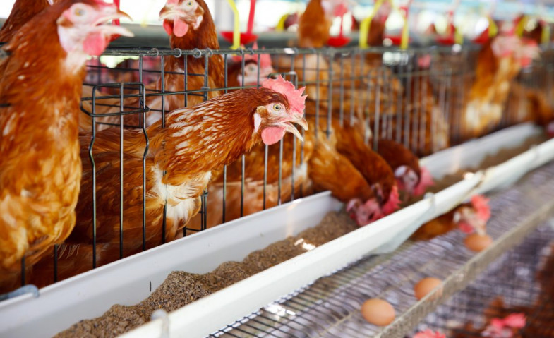 8 Tips Utama Beternak Ayam yang Harus Diketahui oleh Peternak Pemula