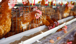 8 Tips Utama Beternak Ayam yang Harus Diketahui oleh Peternak Pemula