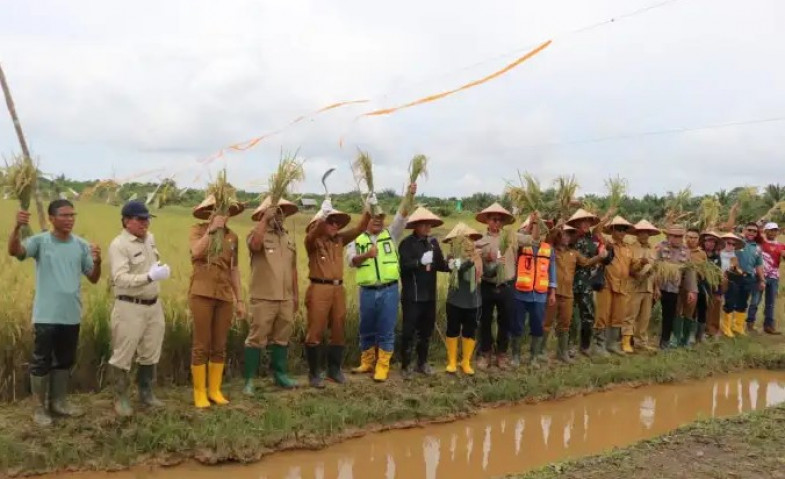 Ardiansyah Sulaiman Panen 5,5 Ton Padi Organik Bersama Poktan BOSS Teluk Pandan