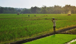 Sambut Perpindahan IKN, Pemerintah Desa Jembayan Kembangkan Sektor Pertanian