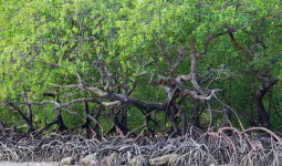 Siap Jadi Desa Wisata, Desa Saliki Bakal Kembangkan Kawasan Mangrove Jadi Tempat Wisata