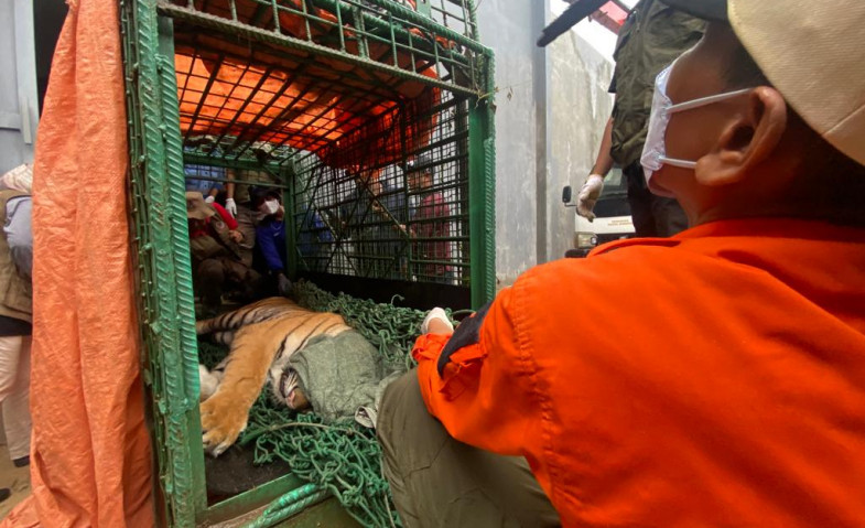 Cerita Keluarga Korban yang Diserang Harimau di Rumah Pribadi Milik Sang Majikan, Diancam Dipecat dari Pekerjaan