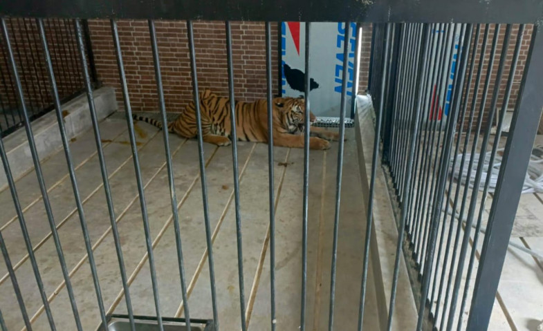 Harimau Serang Pria di Rumah Mewah Kota Samarinda Hingga Tewas