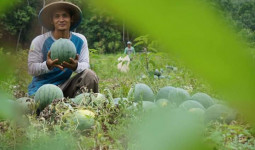 Komisi II DPRD Samarinda Ingin Libatkan Petani Millenial untuk Meningkatkan Hasil Pangan