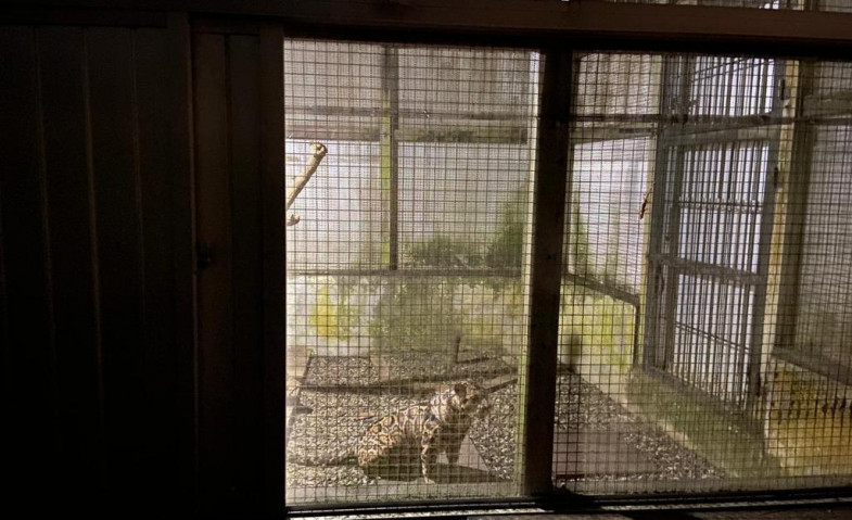Macan Dahan Ditemukan di Rumah Pemilik Harimau yang Menyerang Manusia, Sudah Dikirim ke Balai Konservasi Tabang, Kukar