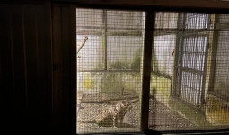 Macan Dahan Ditemukan di Rumah Pemilik Harimau yang Menyerang Manusia, Sudah Dikirim ke Balai Konservasi Tabang, Kukar