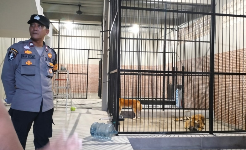 Penjelasan Adik Korban yang Diterkam Harimau, Suprianda Terancam Dipecat Jika Berhenti Kasih Makan