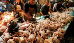 Jelang Natal dan Tahun Baru 2024, Harga Ayam dan Ikan di Balikpapan Merangkak Naik