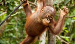 Samboja Lodge, Penginapan Unik di Tengah Hutan yang Mendukung Konservasi Orangutan