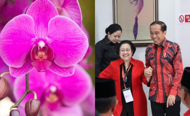 Bukan Warna Merah, Ini Makna dan Pesan Tersembunyi di Balik Anggrek yang Dikirimkan Jokowi untuk Megawati, Apa Ya?