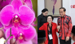 Bukan Warna Merah, Ini Makna dan Pesan Tersembunyi di Balik Anggrek yang Dikirimkan Jokowi untuk Megawati, Apa Ya?