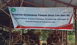 Wujudkan Ketahanan Pangan, Desa Loa Duri Ilir Kukar Kembangkan Peternakan Ayam Petelur Omega 3 Probiotik