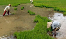 Wujudkan Visi Menjadi Pusat Pangan, Lima Desa di Muara Kaman Ditunjuk Sebagai Lokasi Kawasan Pertanian Terpadu