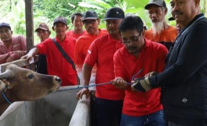 Edi Damansyah Berikan 19 Sapi ke Desa Bukit Raya, Program Ketahanan Pangan