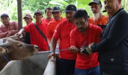 Edi Damansyah Berikan 19 Sapi ke Desa Bukit Raya, Program Ketahanan Pangan