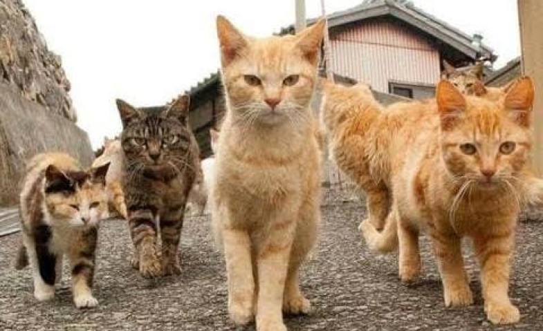 Viral Bapak Kos di Semarang Makan Kucing Sampai 10 Kali, Sebenarnya Halal atau Haram? Ini Hukumnya dalam Islam