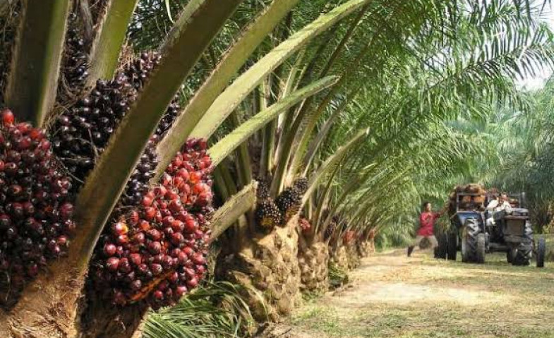 Kelapa Sawit di Kaltim: Potensi Biodiesel dan Peluang Pengembangan CPO