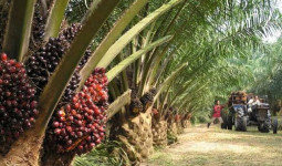 Kelapa Sawit di Kaltim: Potensi Biodiesel dan Peluang Pengembangan CPO