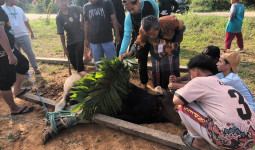 Bupati Kukar Serahkan Hewan Kurban untuk Ponpes, Ajak Masyarakat Maknai Idul Adha dengan Semangat Berbagi