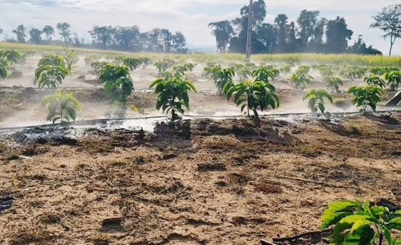 Desa Embalut Dorong Ketahanan Pangan Lewat Budidaya Jagung di Lahan Bekas Tambang