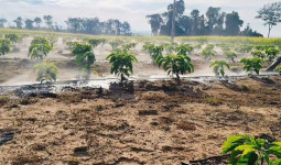 Desa Embalut Dorong Ketahanan Pangan Lewat Budidaya Jagung di Lahan Bekas Tambang