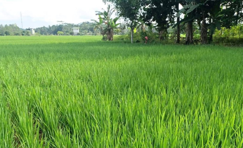 Infrastruktur Irigasi Jadi Kunci Stabilkan Produksi Padi di Desa Segihan
