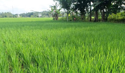 Infrastruktur Irigasi Jadi Kunci Stabilkan Produksi Padi di Desa Segihan