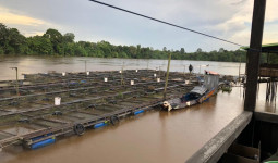 Inovasi Desa Embalut: Mengubah Lahan Bekas Tambang Jadi Ladang Jagung Produktif