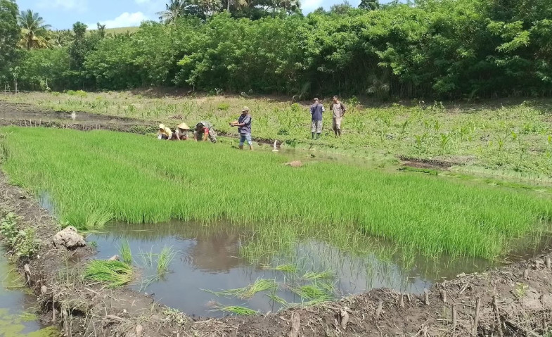 Kades Suka Maju Rancang Embung untuk Dukung Produksi Padi dan Perkebunan