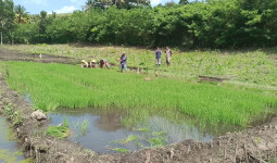 Kades Suka Maju Rancang Embung untuk Dukung Produksi Padi dan Perkebunan