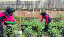 KWT Jadi Motor Keberhasilan Panen Cabai Program Pekarangan di Loa Janan
