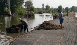 Pabrik Rumput Laut Muara Badak 2025: Harapan Baru untuk Ekonomi Pesisir Kukar