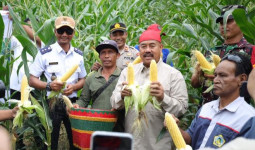 Panen Jagung dan Ikan di Maluhu, Bupati Kukar Dorong Perubahan Pola Tanam Petani