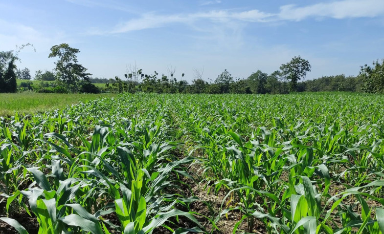 Pemdes Embalut Gandeng Dinas Pertanian Kembangkan Jagung di Lahan Eks Tambang