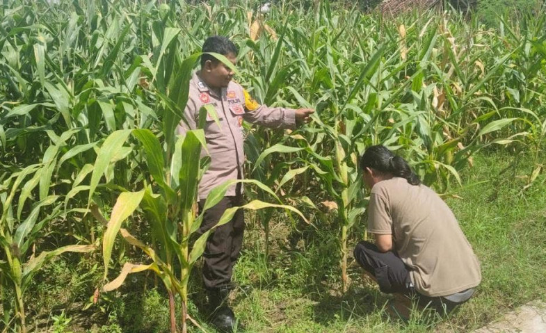 Pemdes Embalut Salurkan Bantuan untuk Petani Jagung di Lahan Bekas Tambang