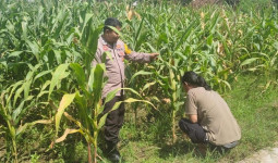 Pemdes Embalut Salurkan Bantuan untuk Petani Jagung di Lahan Bekas Tambang