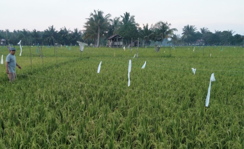 Pendampingan Penyuluh Jadi Kunci Tingkatkan Produktivitas Pertanian di Kukar