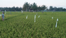 Pendampingan Penyuluh Jadi Kunci Tingkatkan Produktivitas Pertanian di Kukar