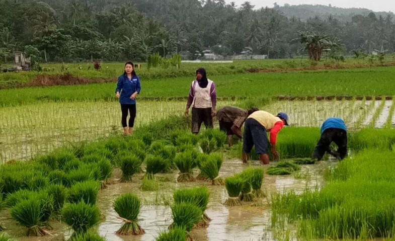 Peran Pemerintah Daerah dalam Menunjang Produktivitas Petani Kukar Lewat Bantuan Bibit dan Pupuk