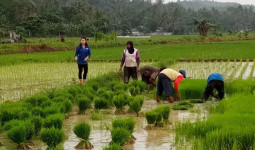 Peran Pemerintah Daerah dalam Menunjang Produktivitas Petani Kukar Lewat Bantuan Bibit dan Pupuk