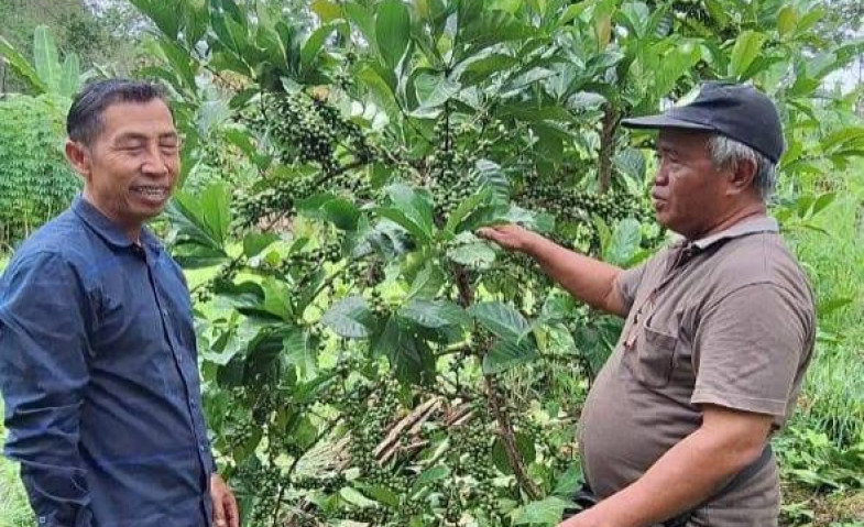 Perangat Baru Wajibkan Warga Tanam Kopi, Jawab Permintaan Pasar Internasional