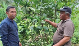 Perangat Baru Wajibkan Warga Tanam Kopi, Jawab Permintaan Pasar Internasional